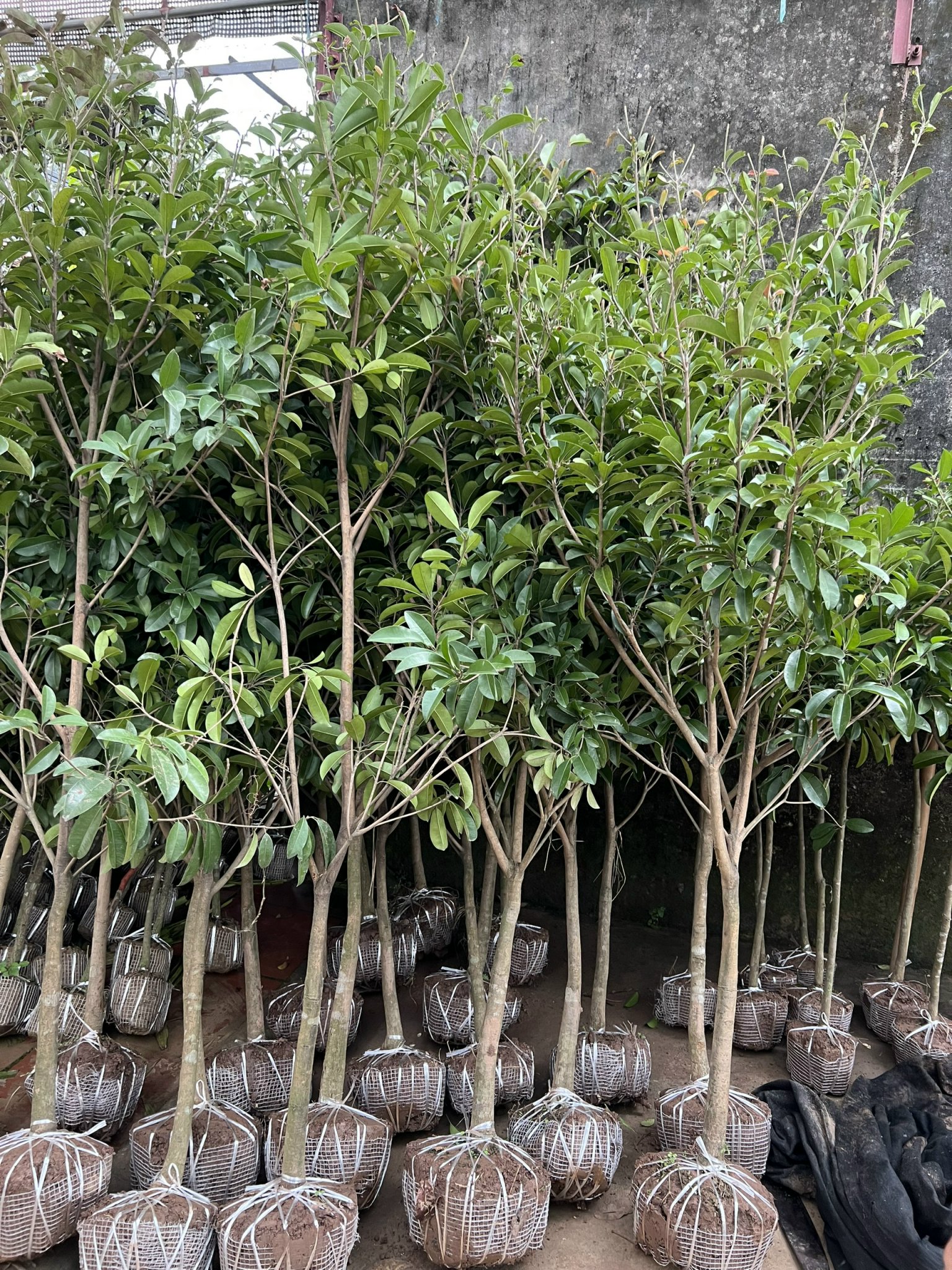 CÂY HỒNG XIÊM TO