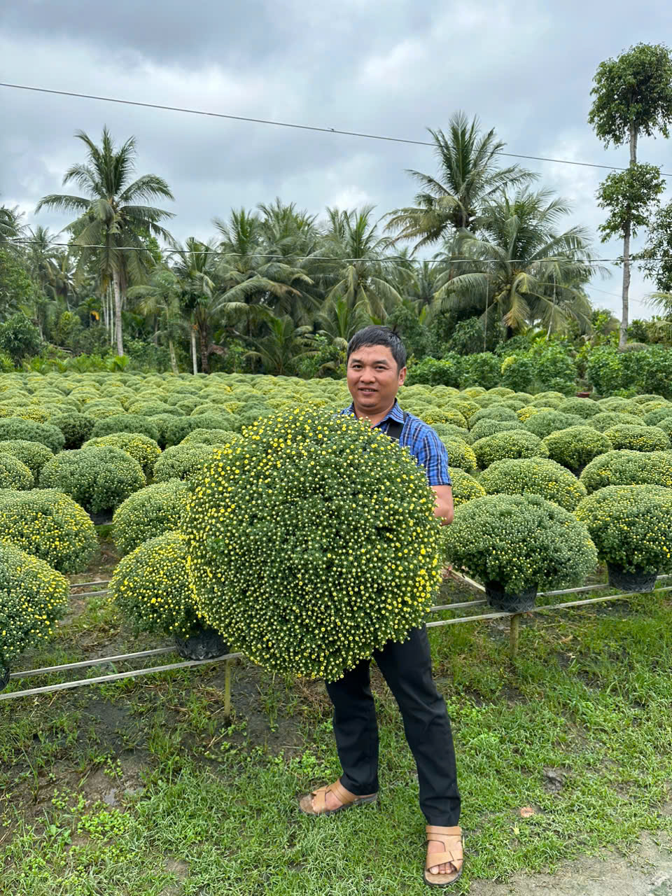 Cúc mâm xôi sẵn vườn size 70- 80 cm