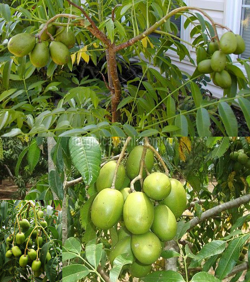Cây giống cóc thái