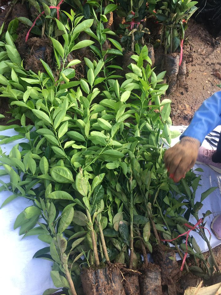 NƠI CUNG CẤP GIỐNG CÂY CHANH ĐÀO