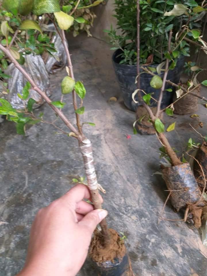 NƠI CUNG CẤP GIỐNG CÂY TÁO ĐÀI LOAN