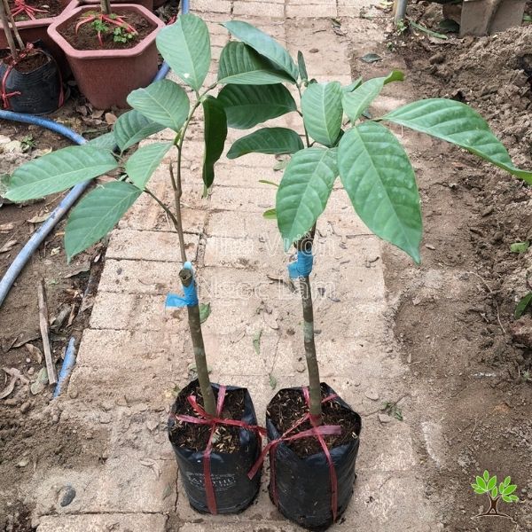 Cây giống bòn bon thái