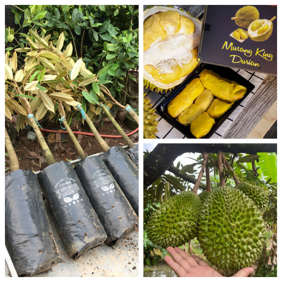 CÂY SẦU RIÊNG TO NHIỀU CỠ