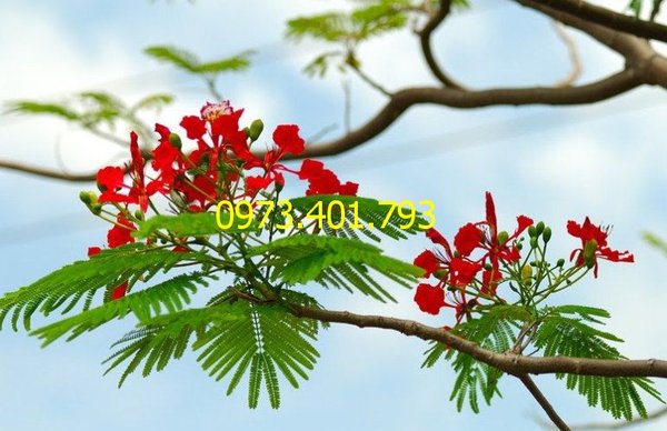 CÂY PHƯỢNG VĨ