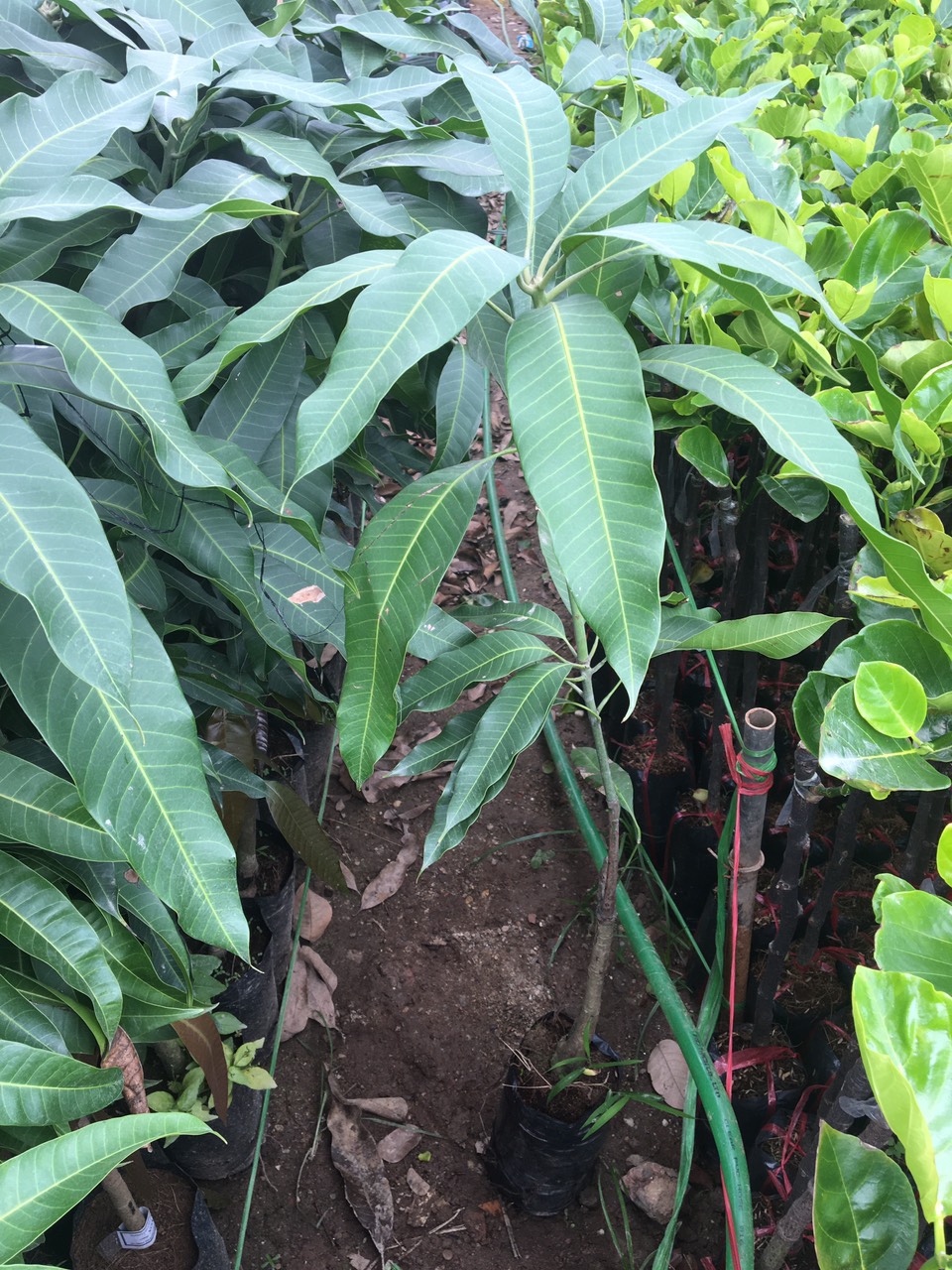 Cây giống xoài thái