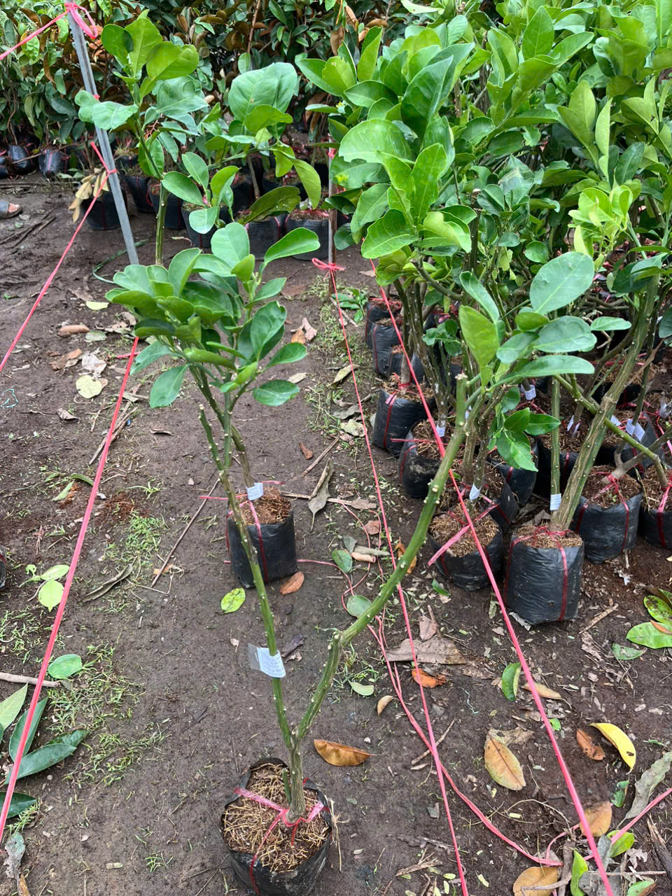 Cây giống bưởi 5 roi