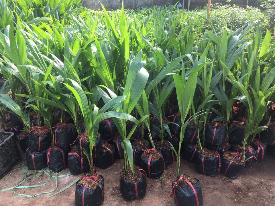 NƠI CUNG CẤP GIỐNG CÂY DỪA XIÊM XANH