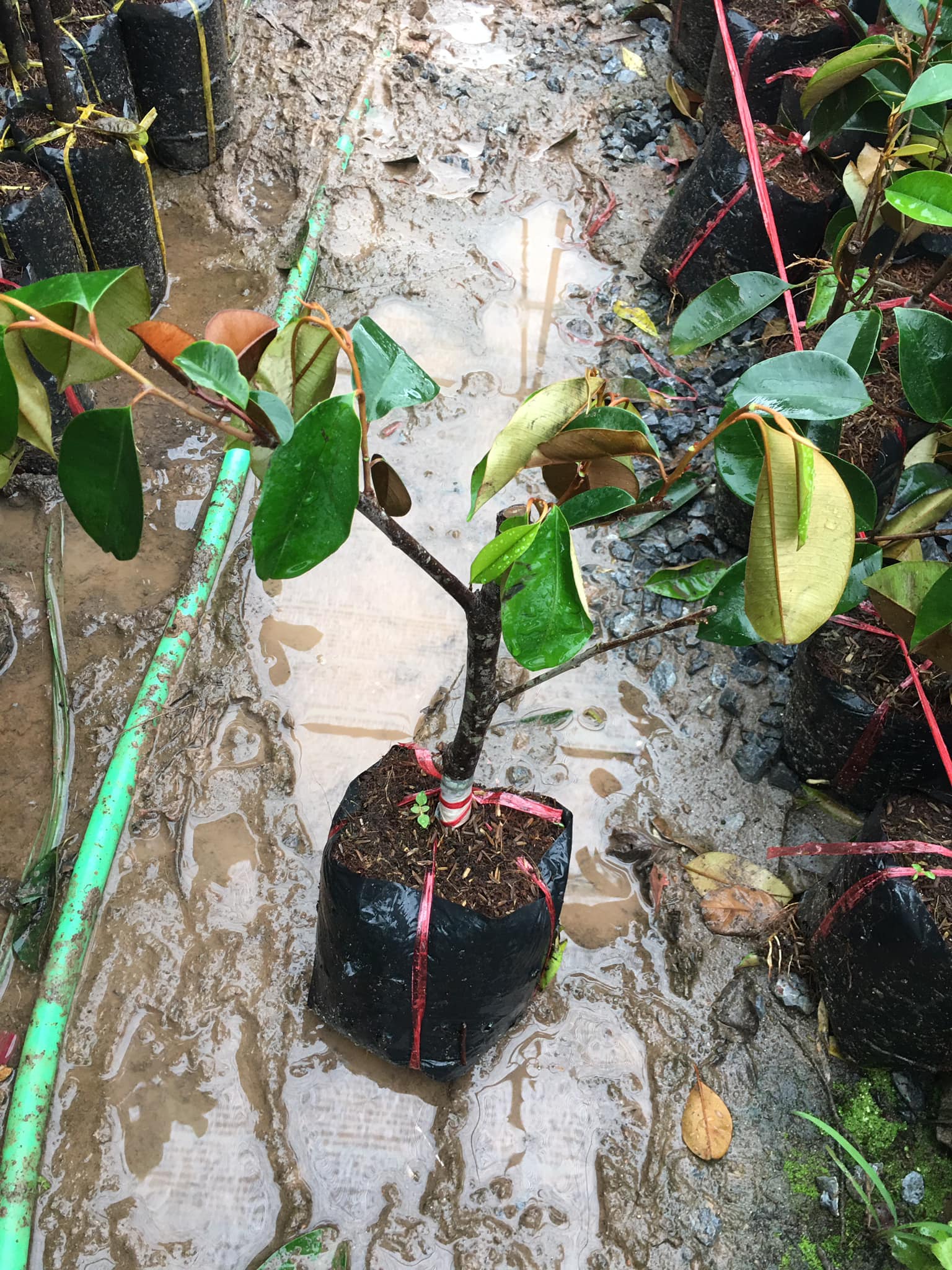 Địa chỉ cung cấp cây giống vú sữa