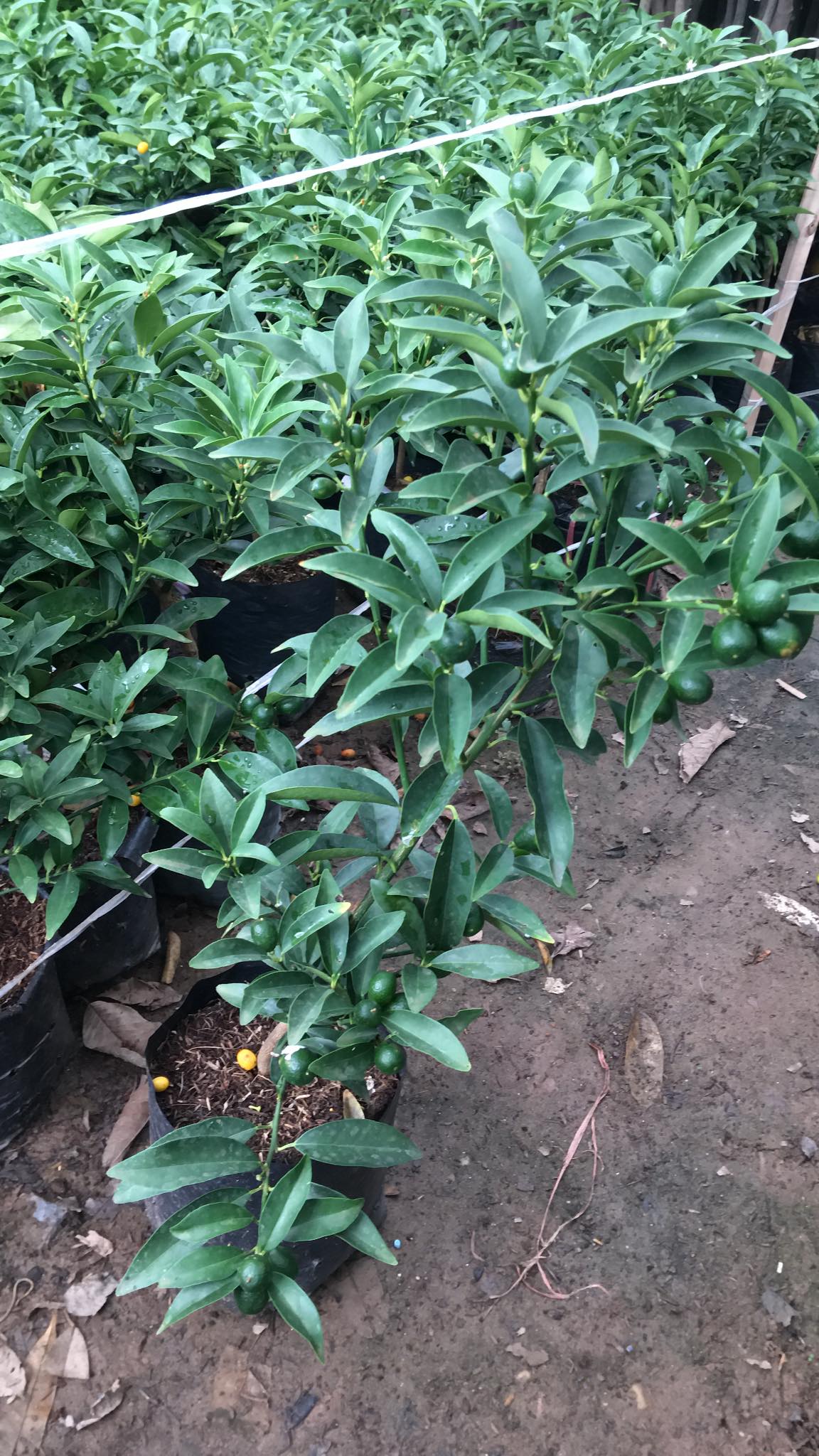 NƠI CUNG CẤP GIỐNG CÂY QUẤT NGỌT