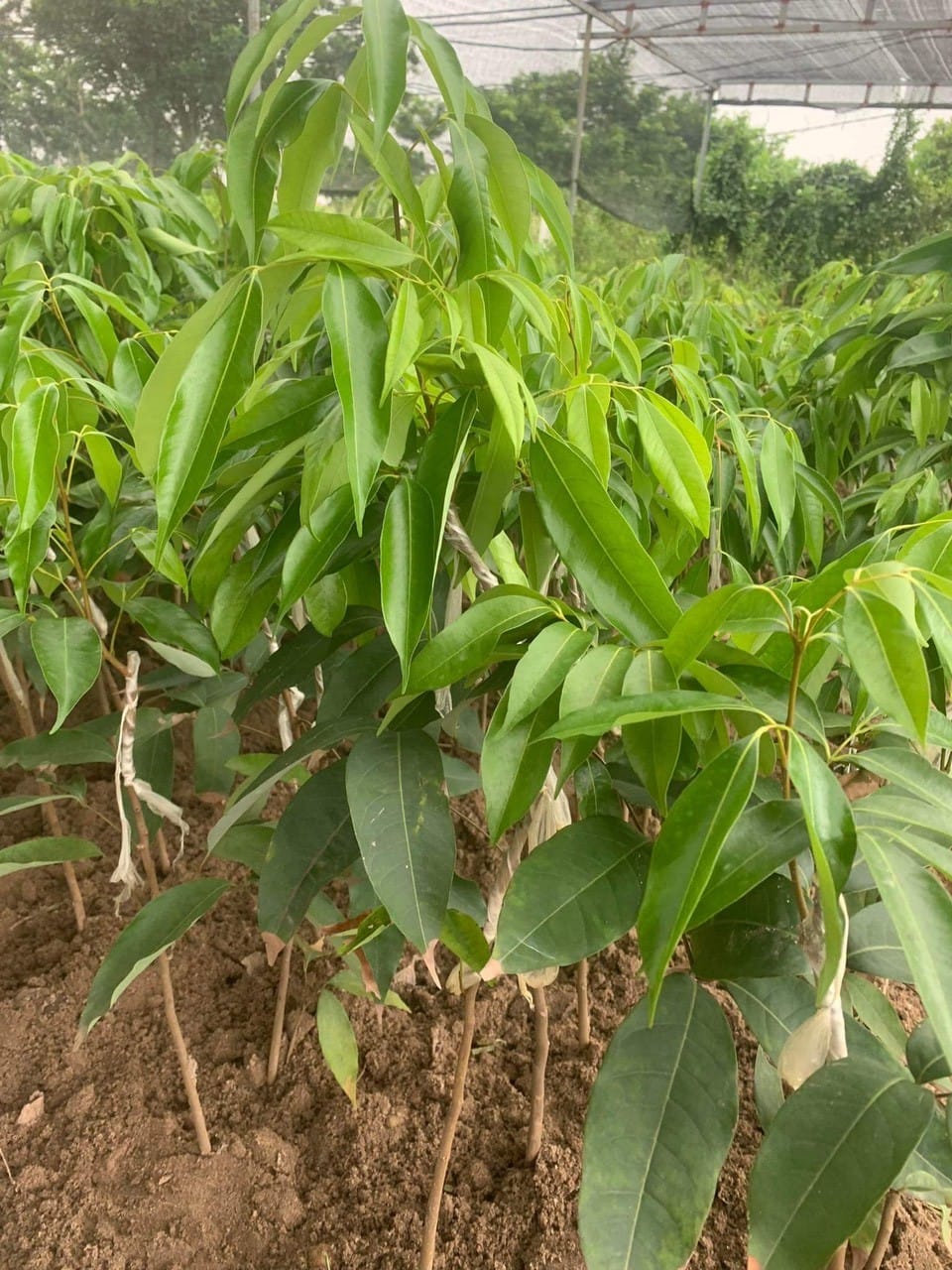 NƠI CUNG CẤP GIỐNG CÂY VẢI KHÔNG HẠT