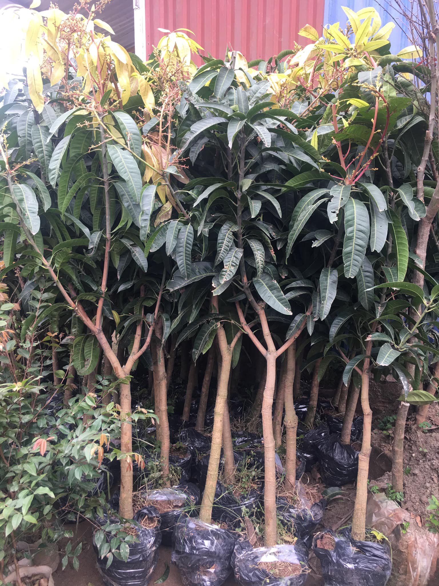 NƠI CUNG CẤP GIỐNG CÂY XOÀI ĐÀI LOAN