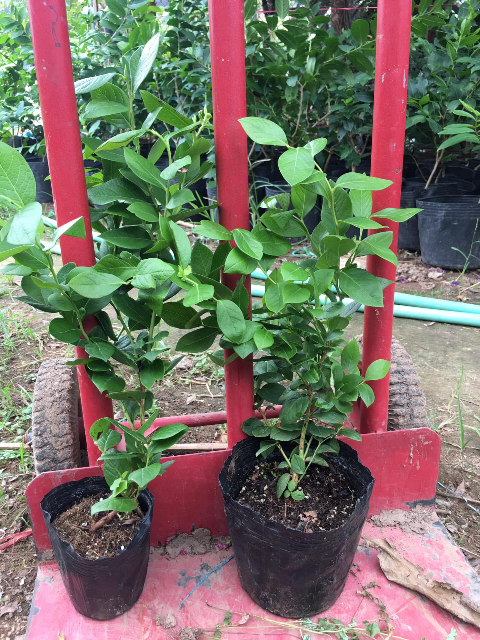 NƠI CUNG CẤP GIỐNG CÂY VIỆT QUẤT