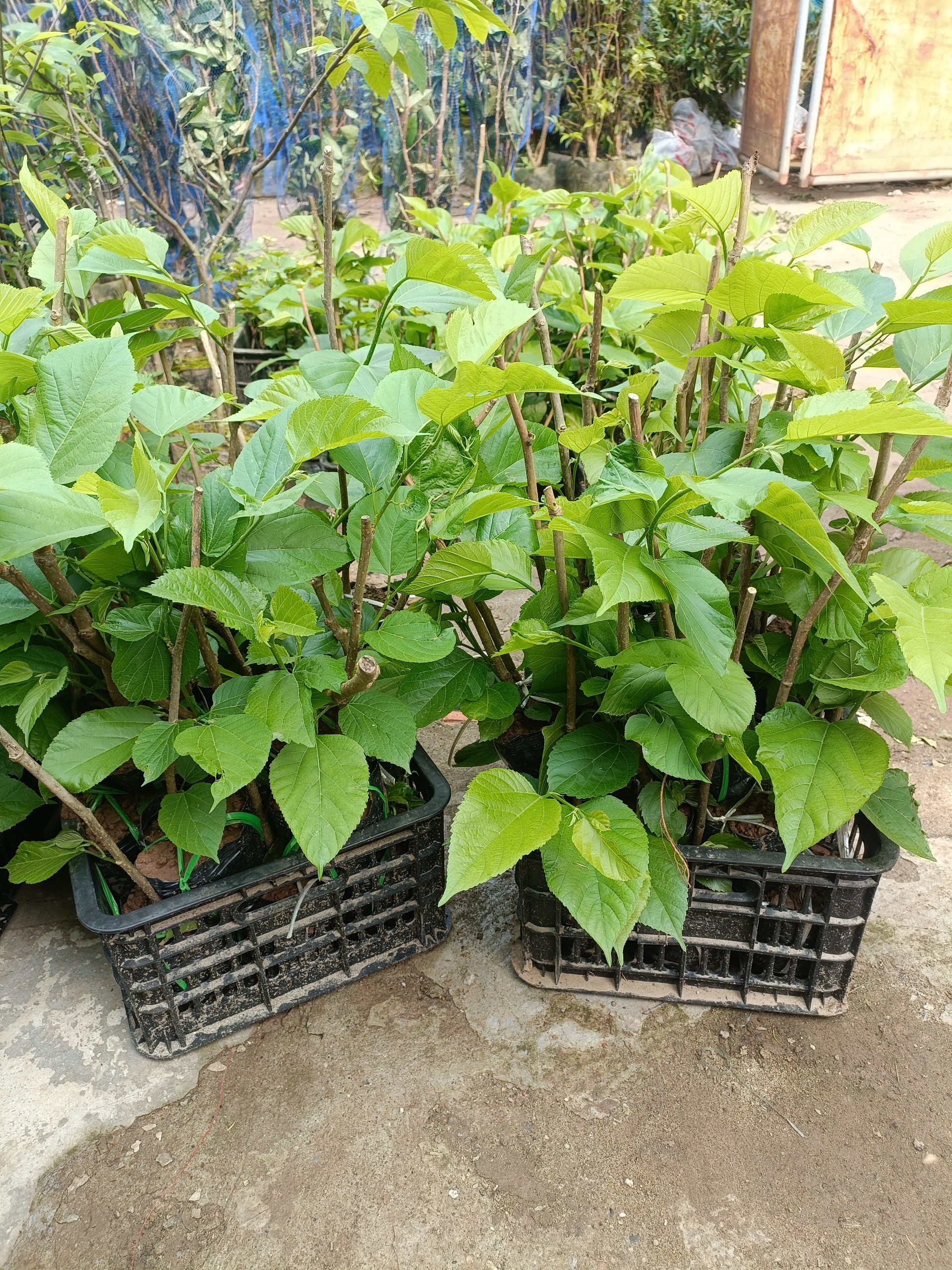 NƠI CUNG CẤP GIỐNG CÂY DÂU QUẢ DÀI