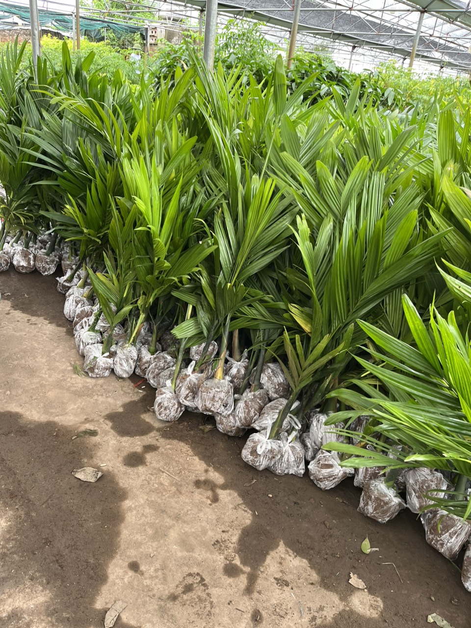 NƠI CUNG CẤP GIỐNG CÂY CAU TỨ QUÝ