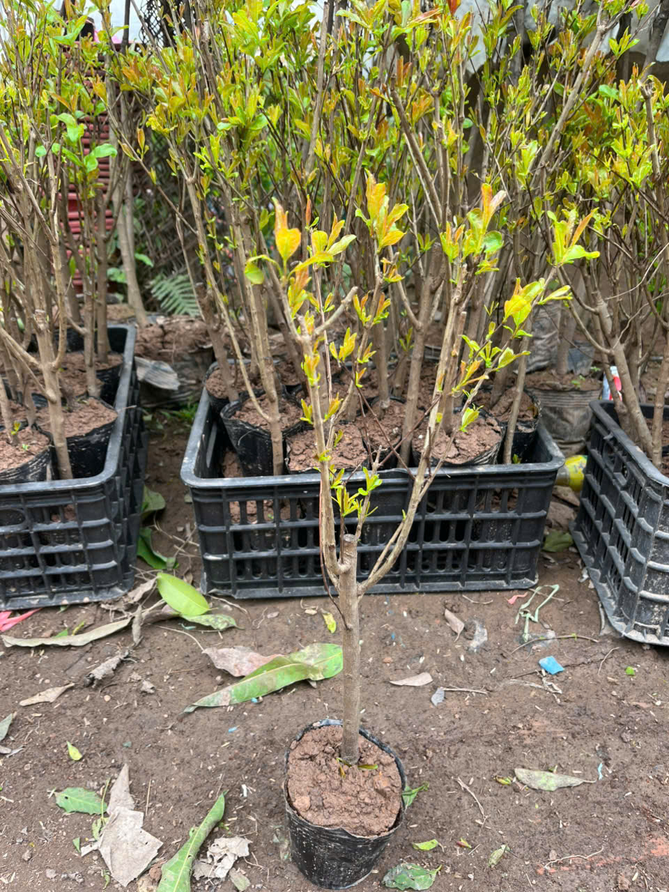 Cây giống lựu đỏ peru