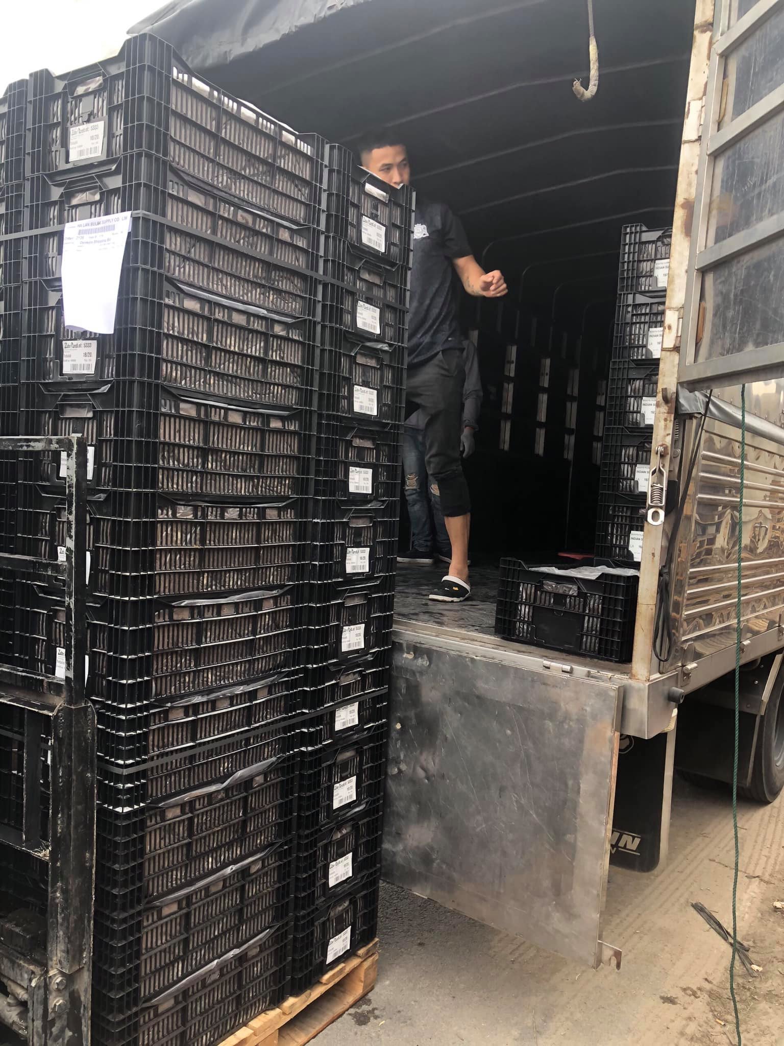 CỦ GIỐNG LY CAO KHÔNG THƠM