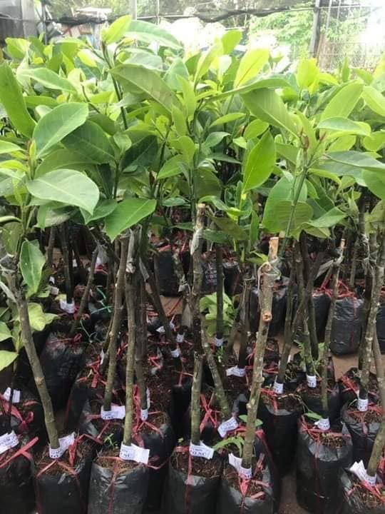 Cây giống mít tố nữ