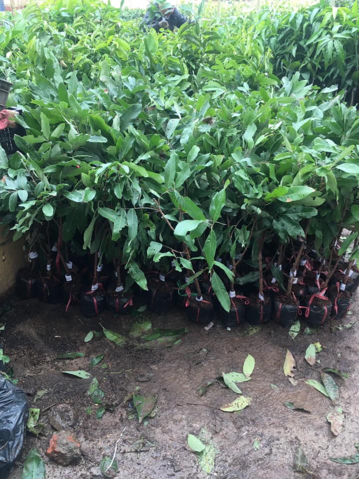 NƠI CUNG CẤP GIỐNG CÂY NHÃN IDO