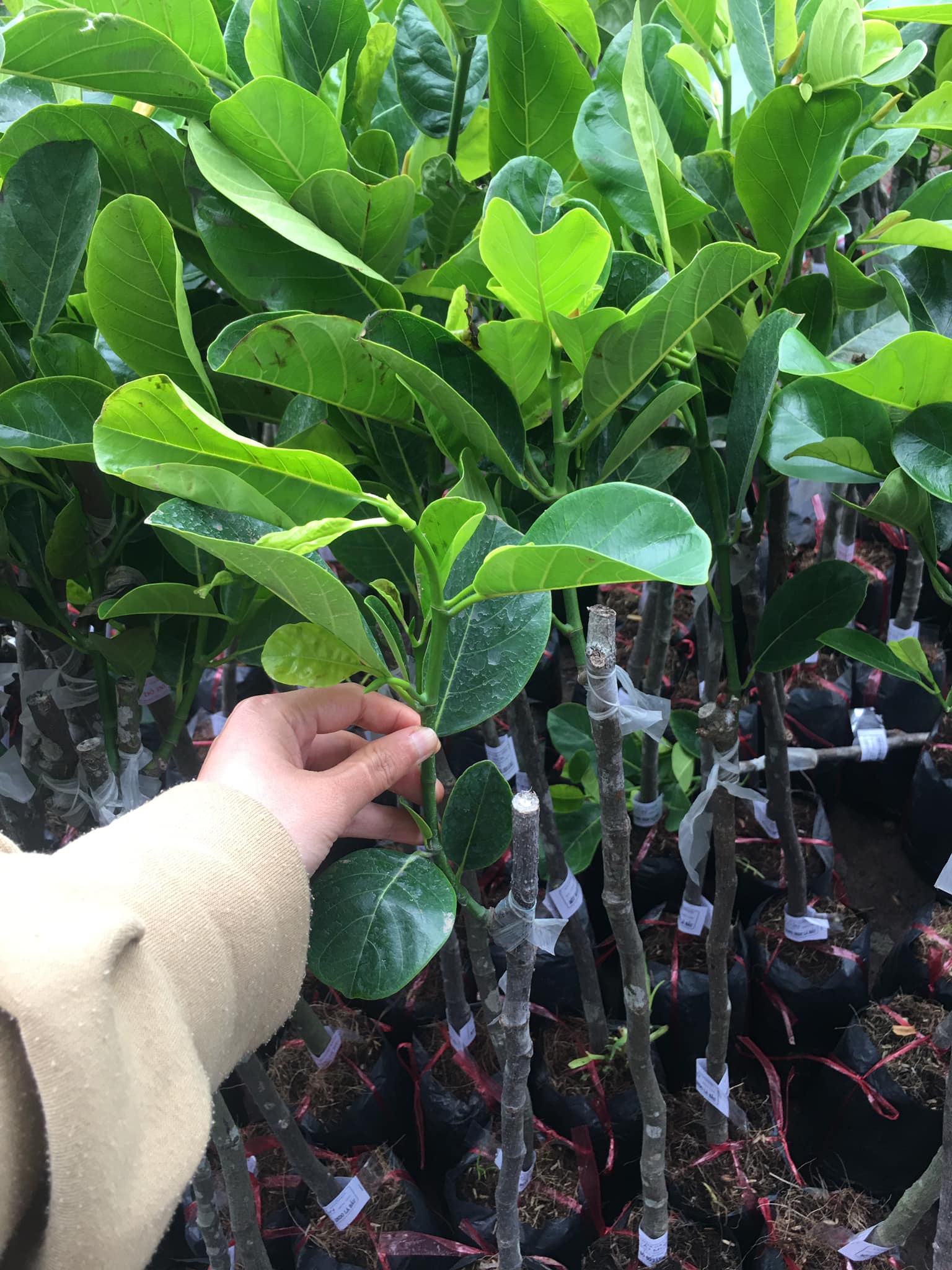 Cây giống mít ruột đỏ