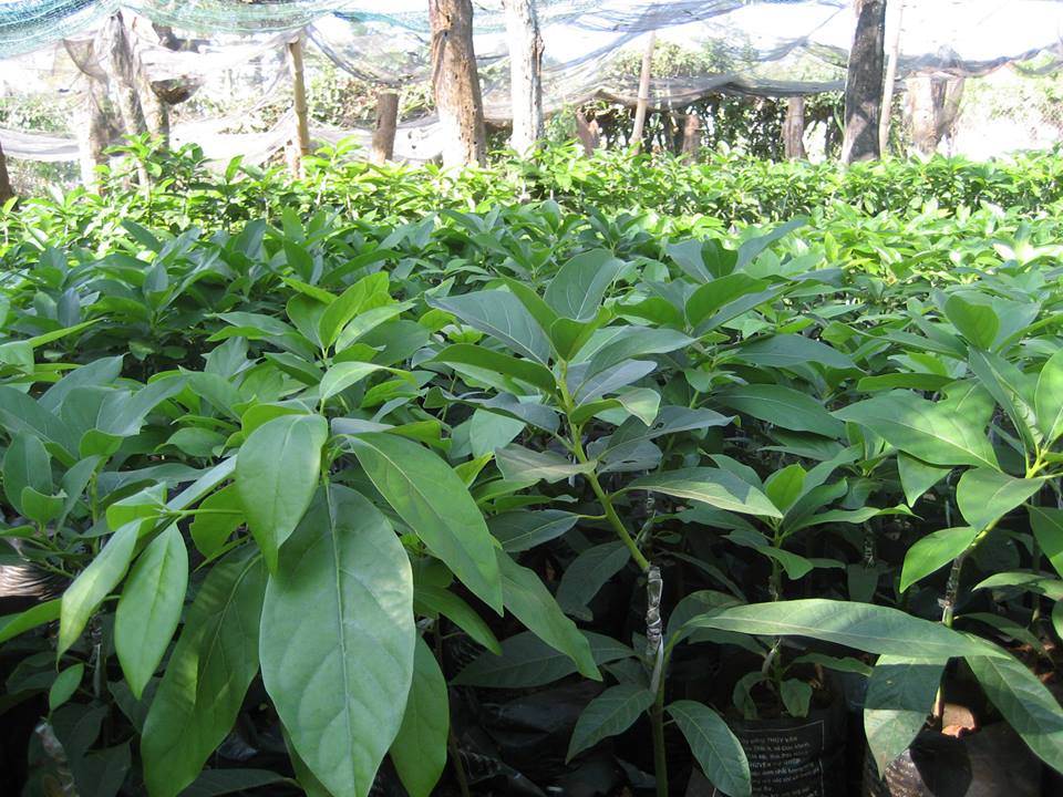 Địa chỉ cung cấp cây giống bơ booth7