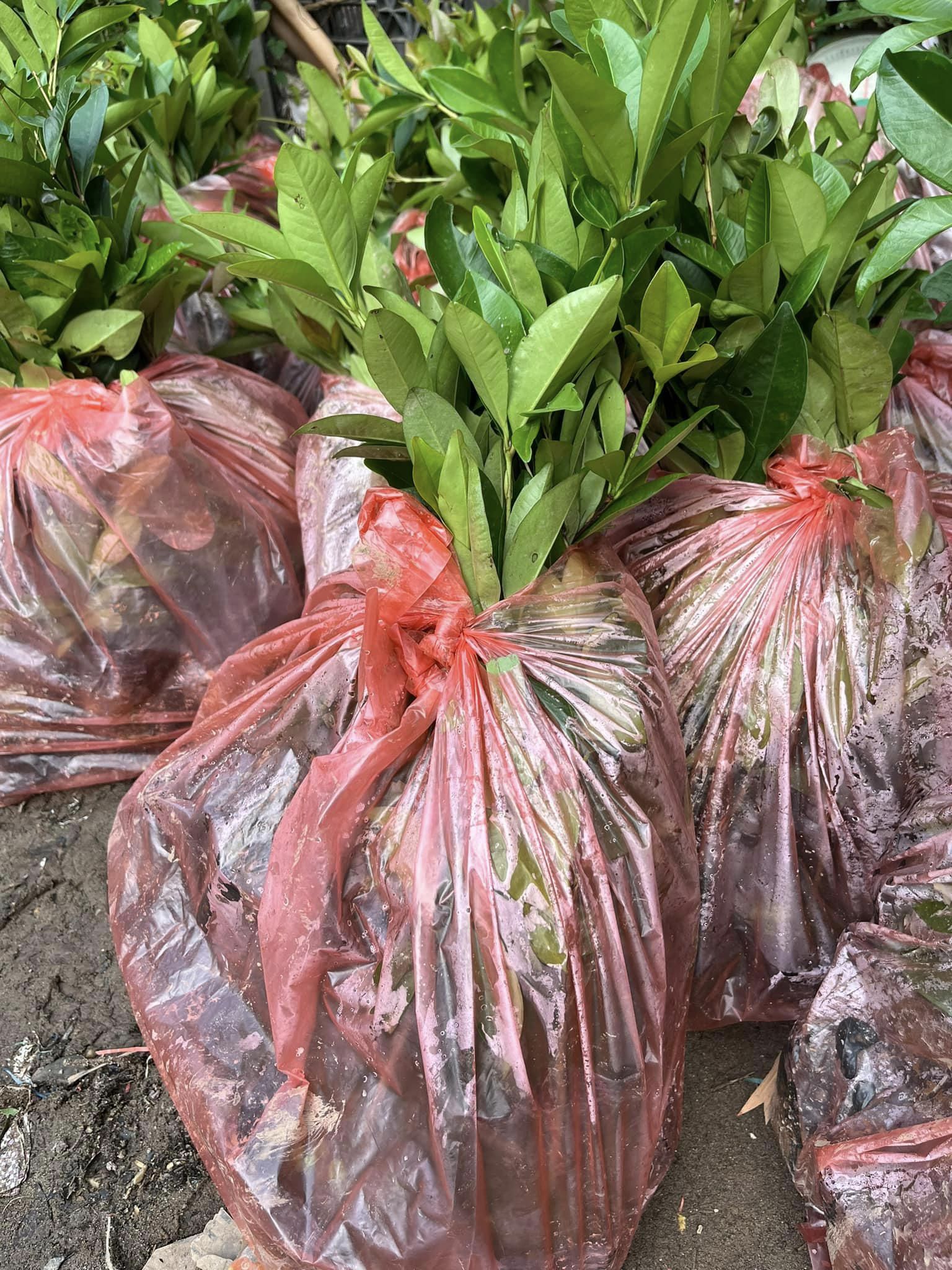 NƠI CUNG CẤP GIỐNG CÂY NHO THÂN GỖ