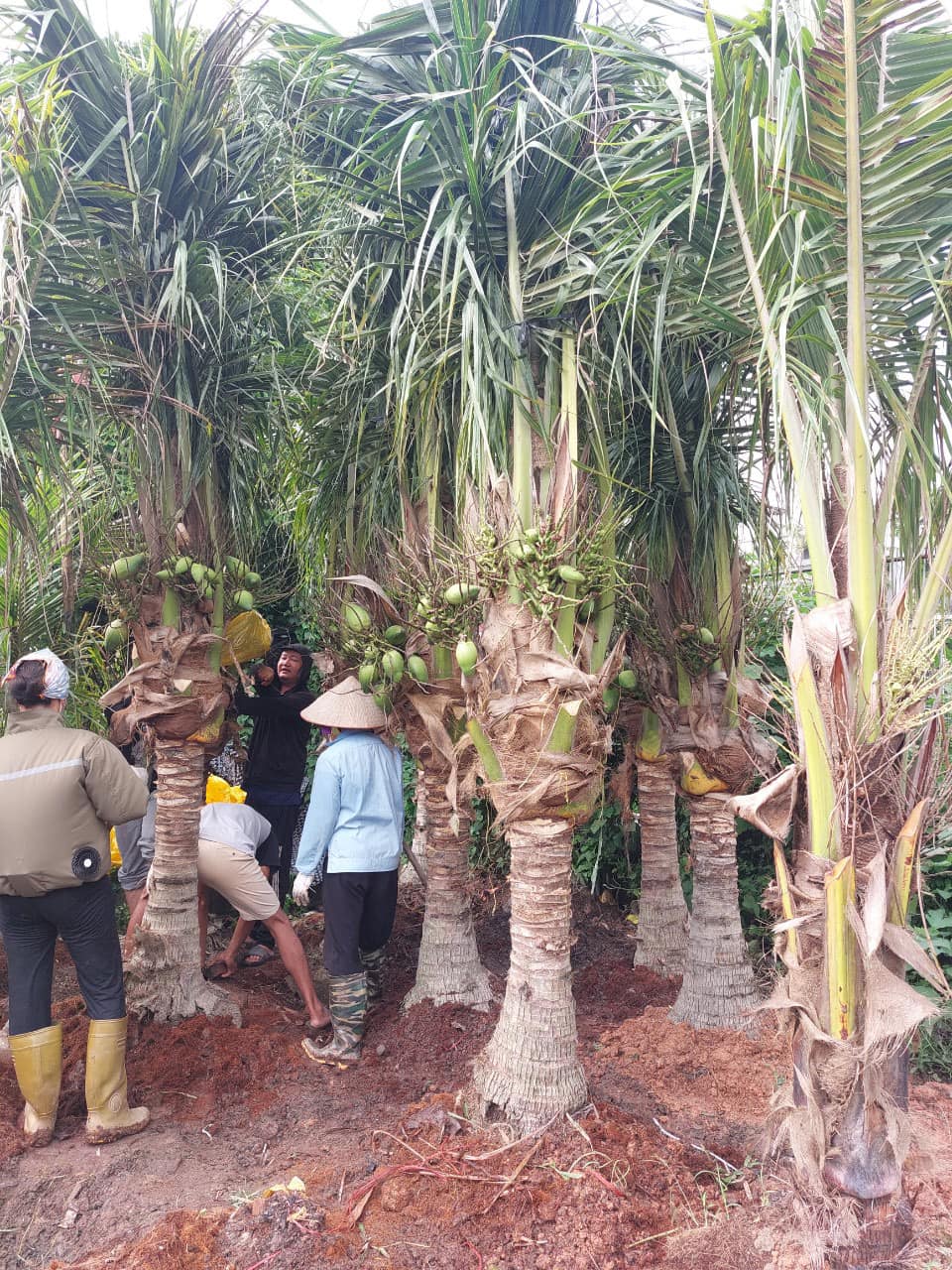 CÂY DỪA XIÊM LÙN TO