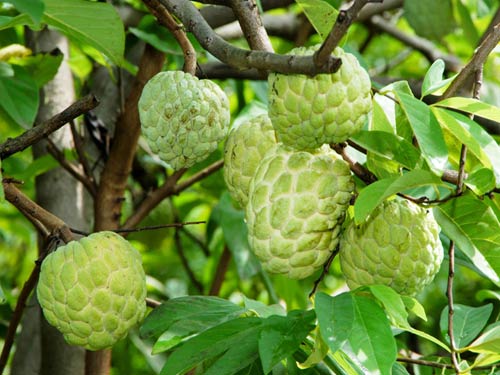 CÂY NA DAI CỠ NHỠ