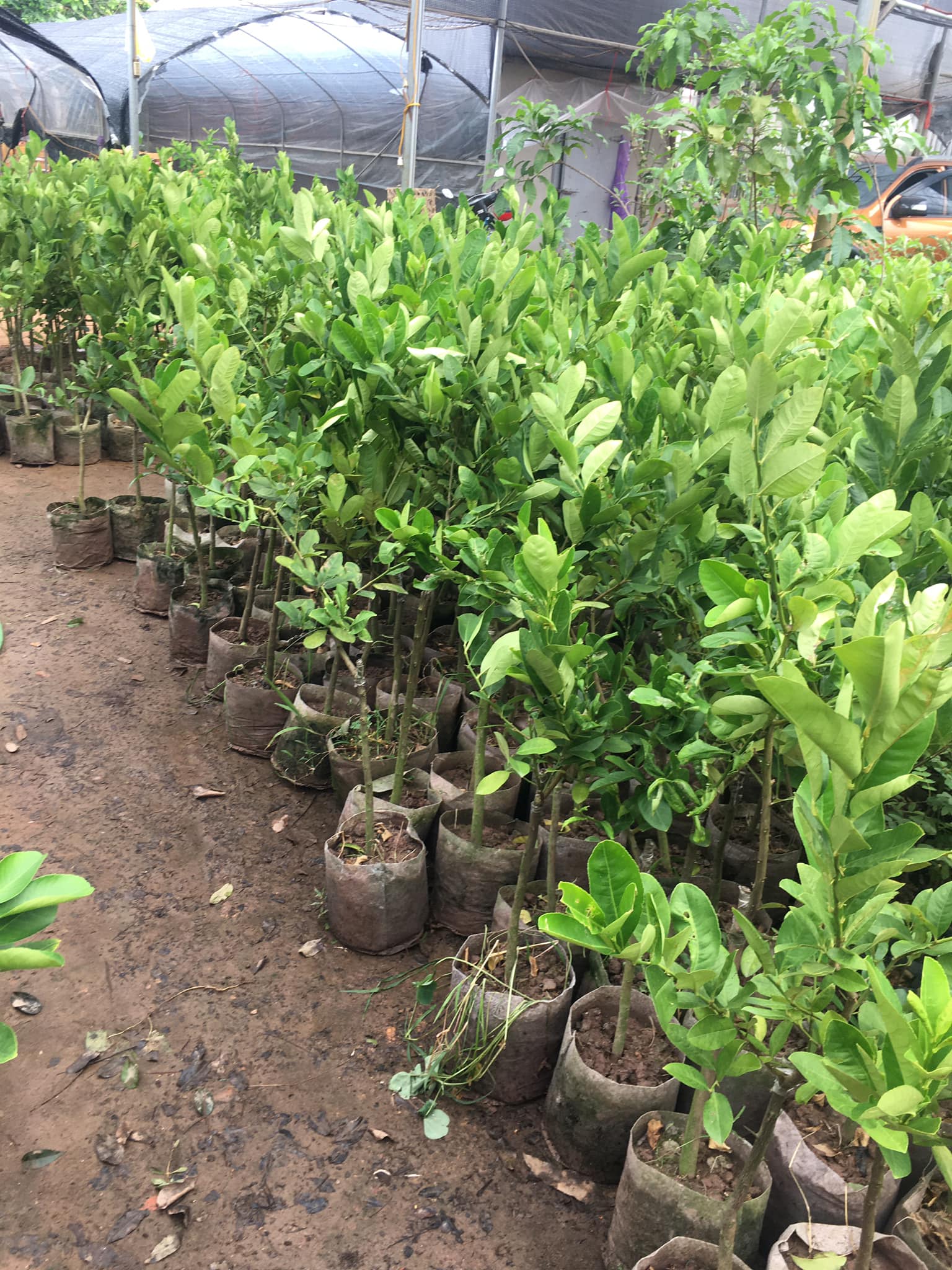 NƠI CUNG CẤP GIỐNG CÂY CHANH VÀNG