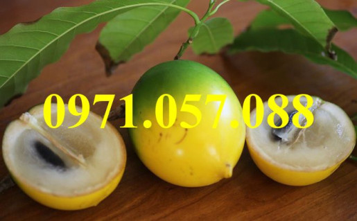 GIỐNG CÂY VÚ SỮA HOÀNG KIM