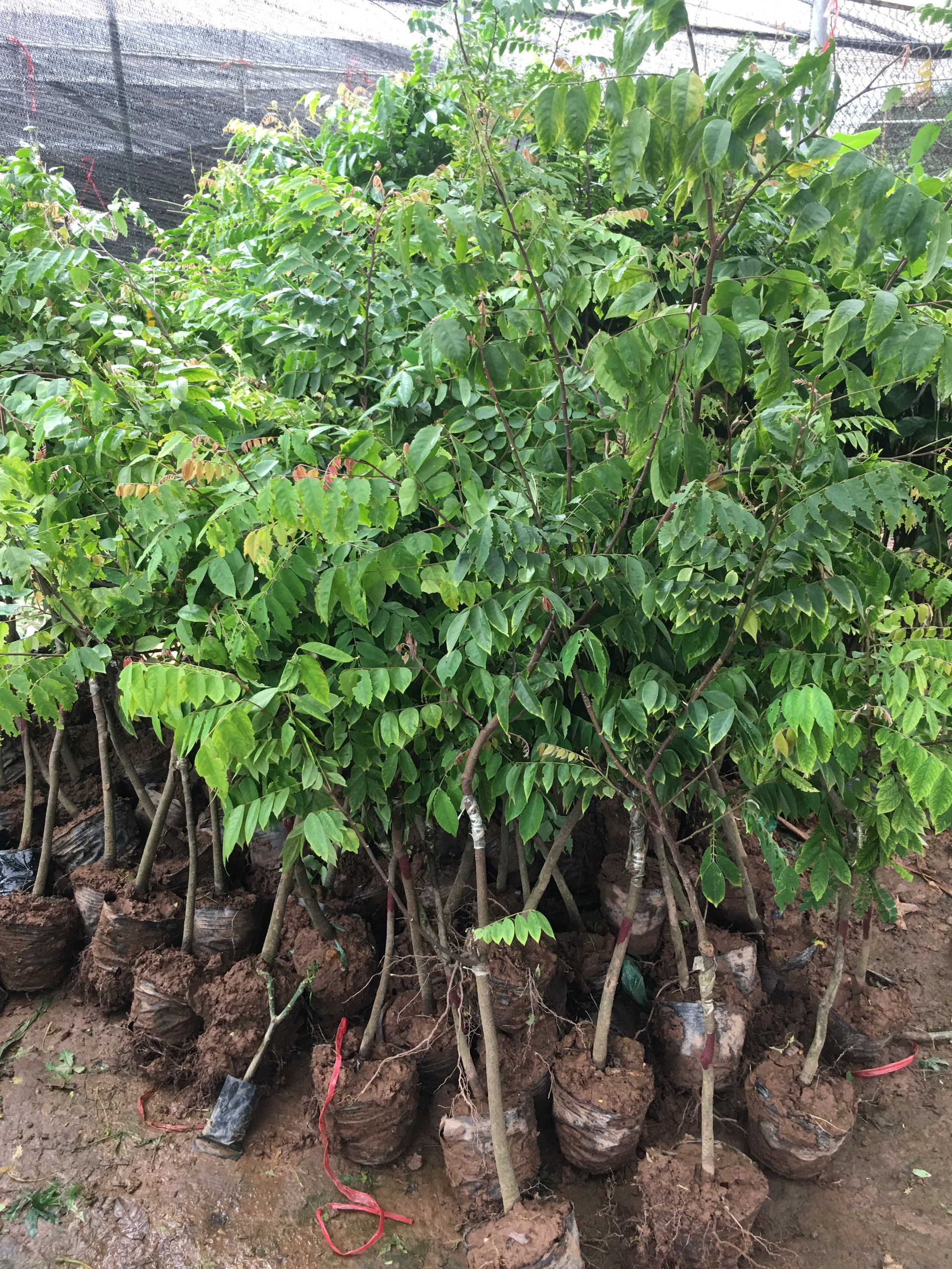 CÂY KHẾ NGỌT NHỠ NHIỀU CỠ