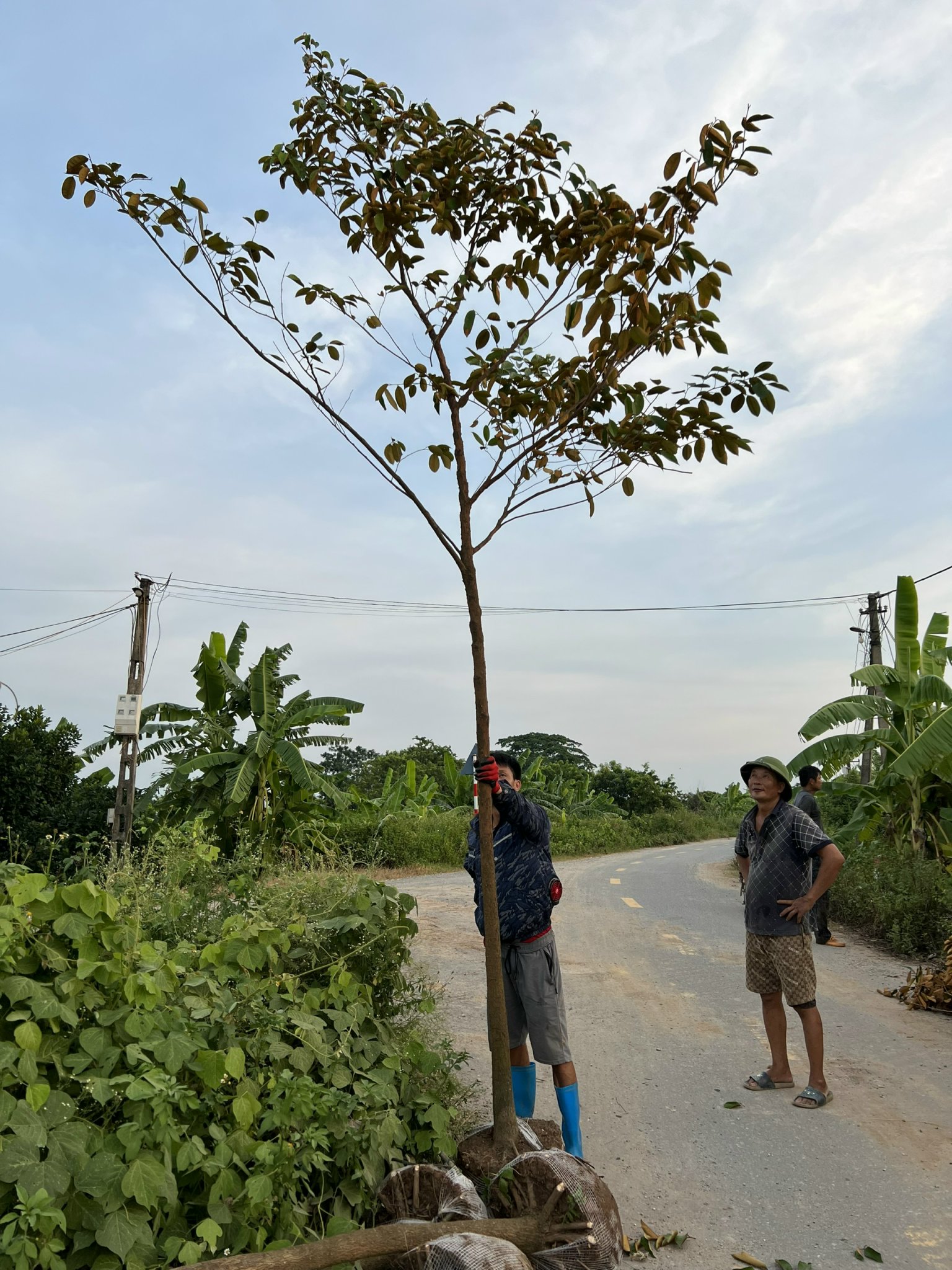 CÂY VÚ SỮA CÔNG TRÌNH CAO 4M - 5M