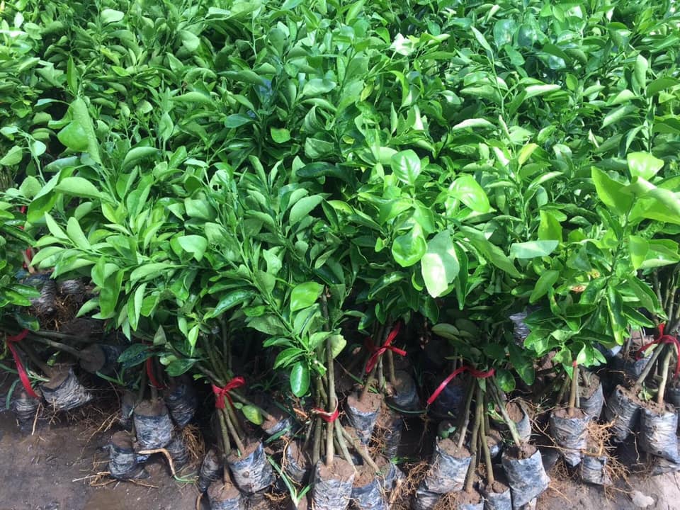 CÂY GIỐNG CAM XOÀN