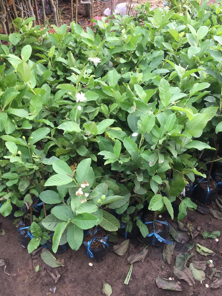 NƠI CUNG CẤP GIỐNG CÂY ỔI RUỘT ĐỎ