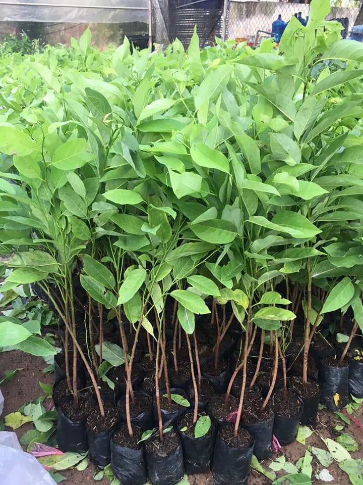 NƠI CUNG CẤP GIỐNG CÂY NA DAI