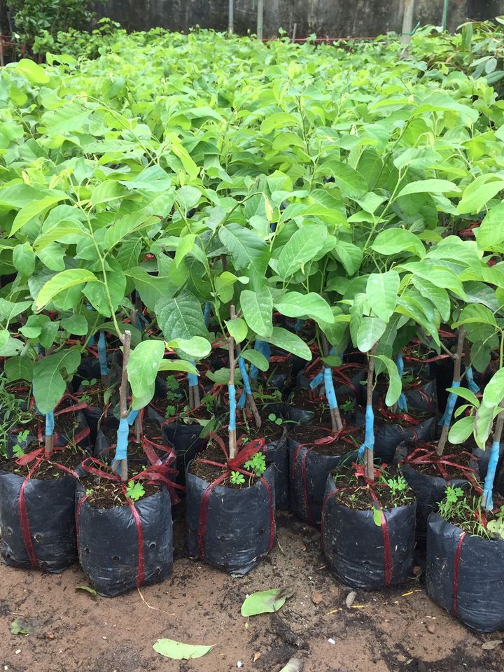 CÂY GIỐNG NA THÁI