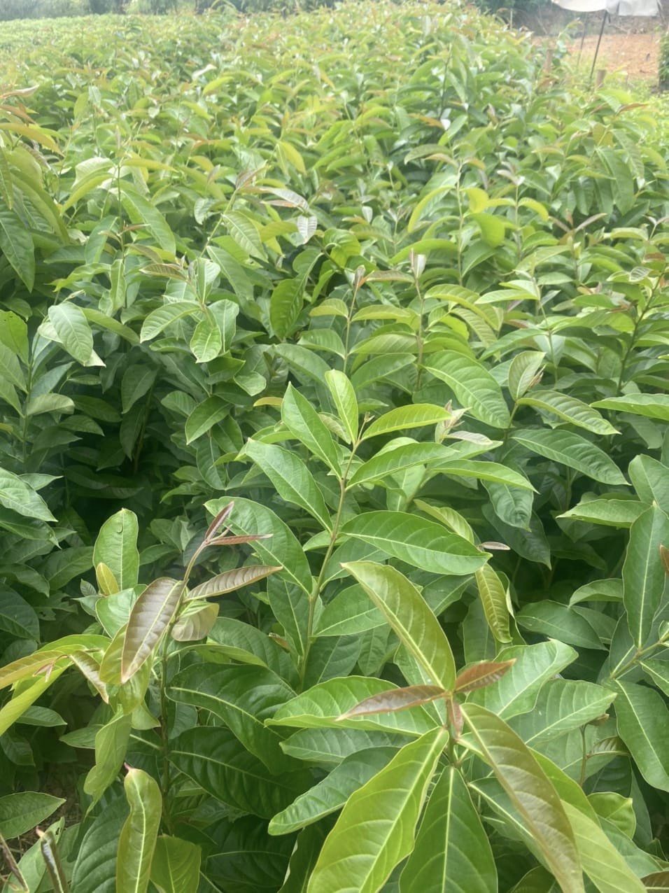 GIỐNG CÂY BẰNG LĂNG