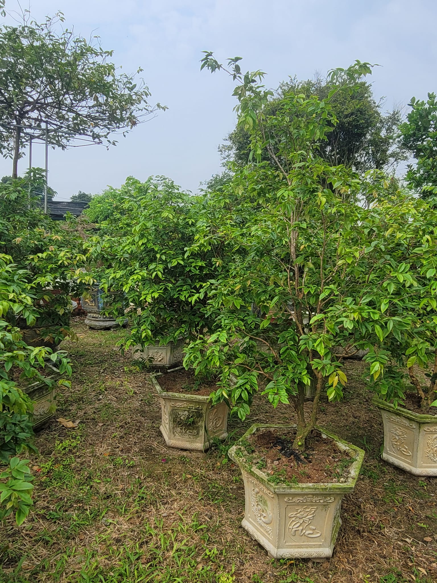 CÂY NHO THÂN GỖ LÁ LỚN TO