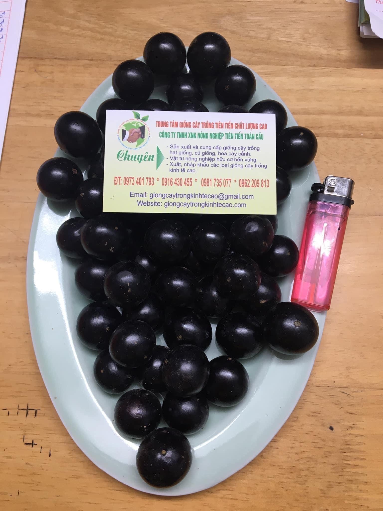 CÂY NHO THÂN GỖ TỨ QUÝ TO