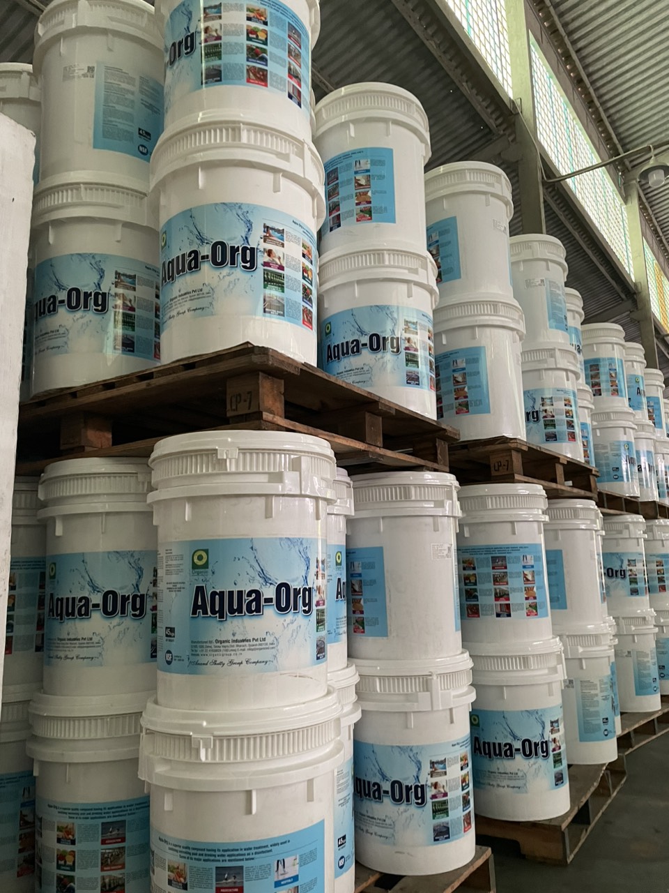 Chlorine Aqua - Org Ấn Độ