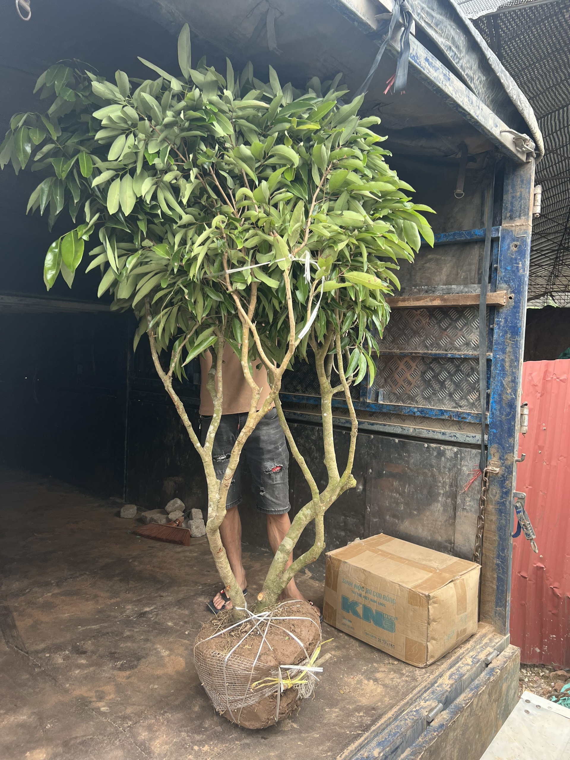 CÂY VẢI CỠ TO