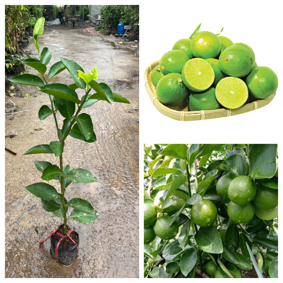 Giống chanh không hạt 