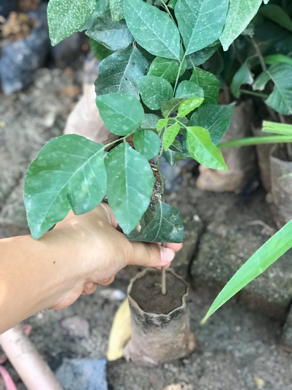 NƠI CUNG CẤP GIỐNG CÂY QUẤT HỒNG BÌ