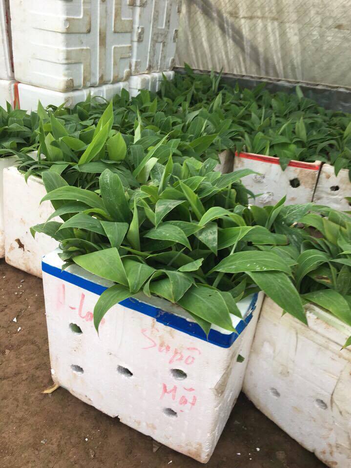 CÂY GIỐNG CHUỐI TÂY THÁI LÙN