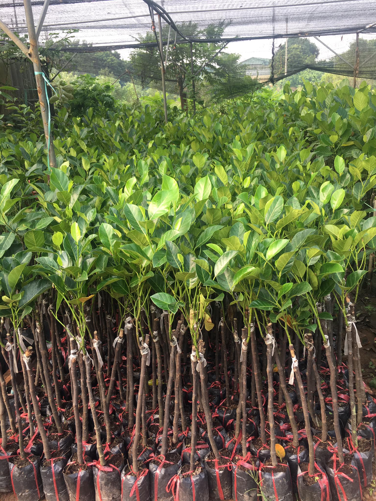 NƠI CUNG CẤP GIỐNG CÂY MÍT RUỘT ĐỎ