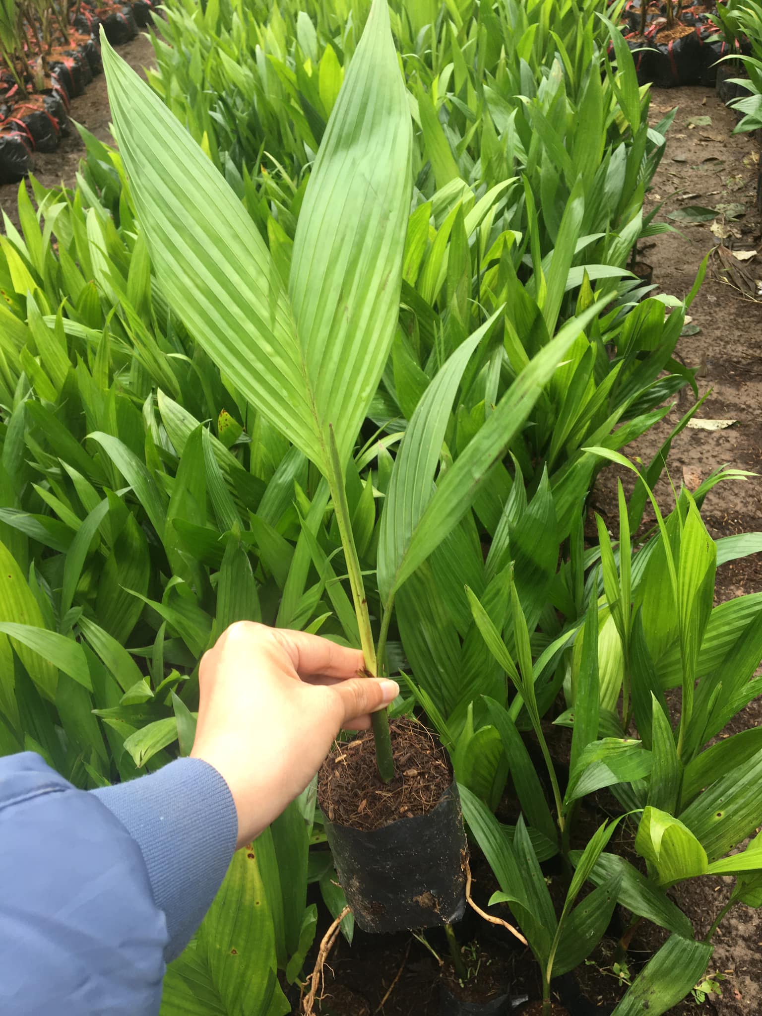 NƠI CUNG CẤP GIỐNG CÂY CAU TỨ QUÝ