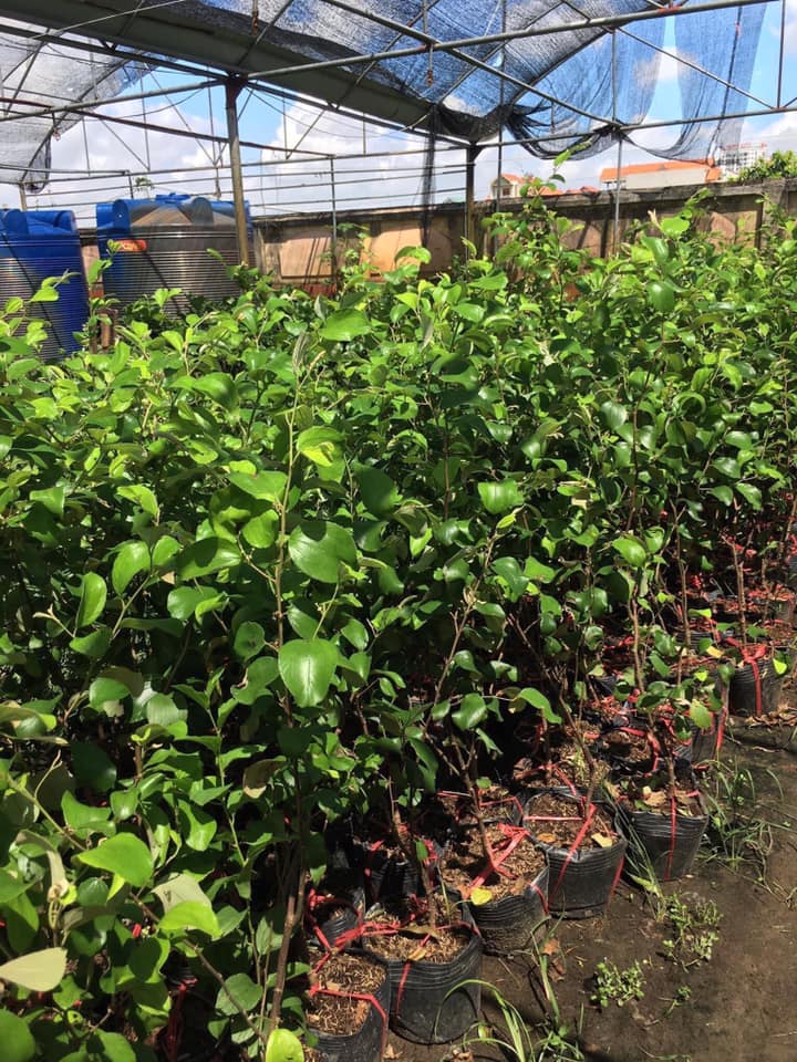 NƠI CUNG CẤP GIỐNG CÂY TÁO THÁI