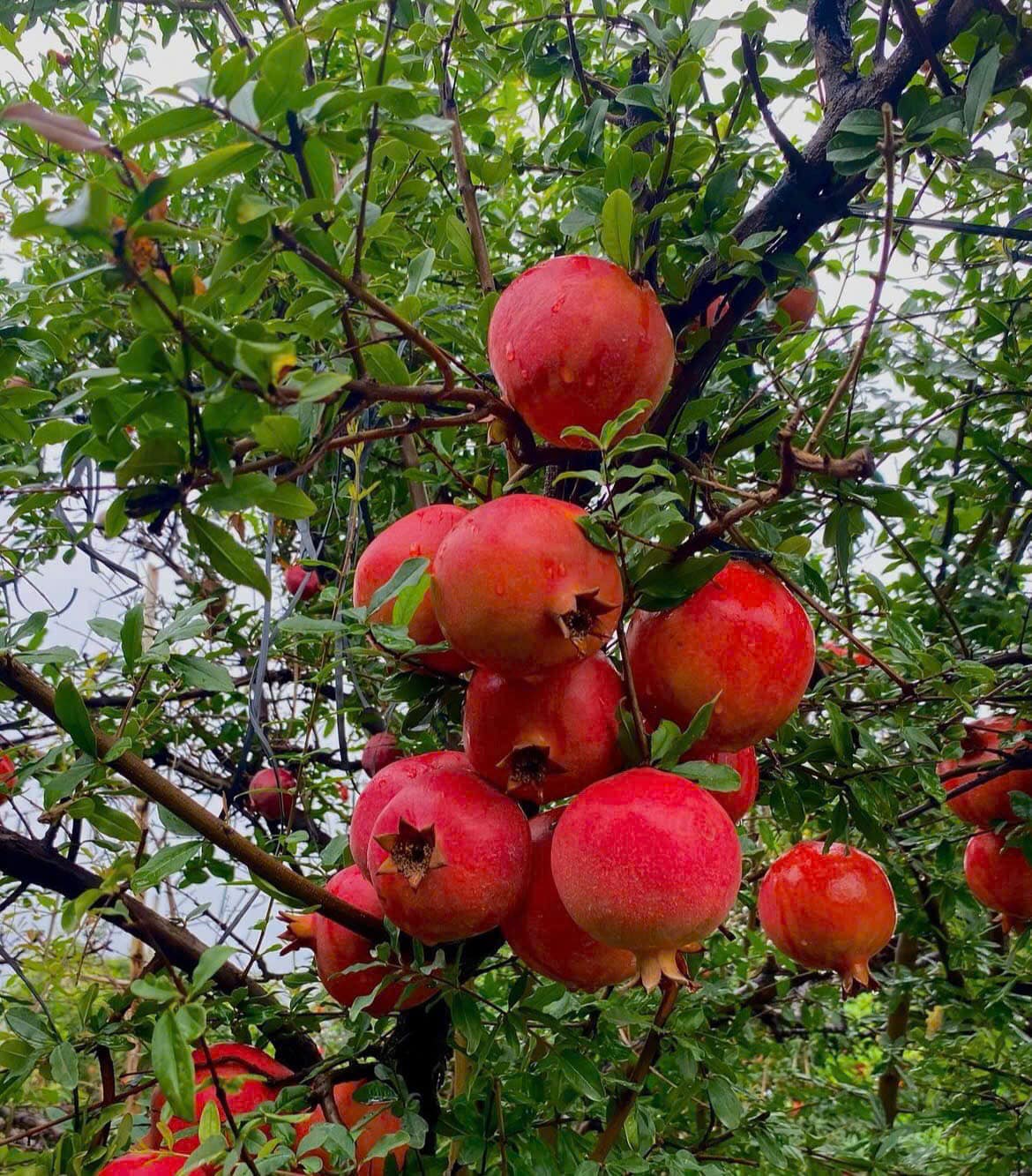 Cây giống lựu đỏ ấn độ