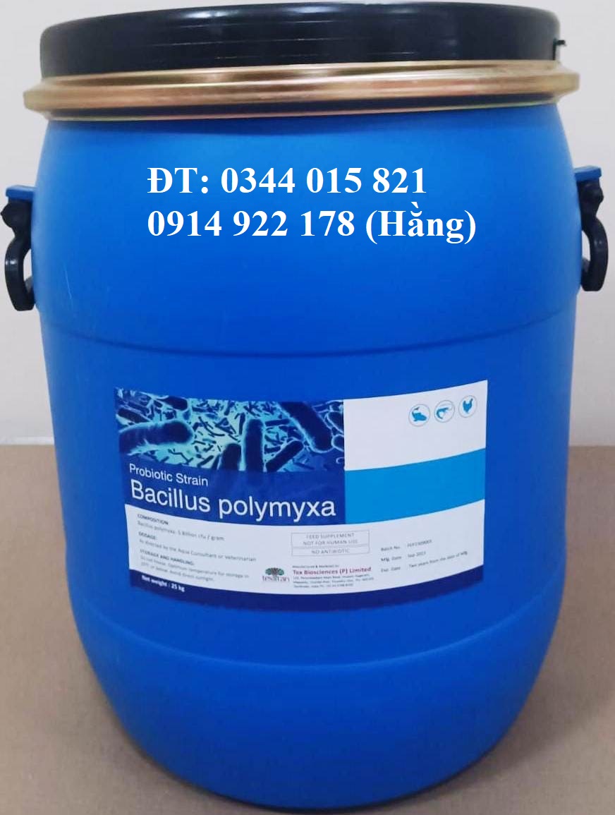 Men vi sinh Bacillus Polymyxa, tăng cường hệ miễn dịch cho vật nuôi
