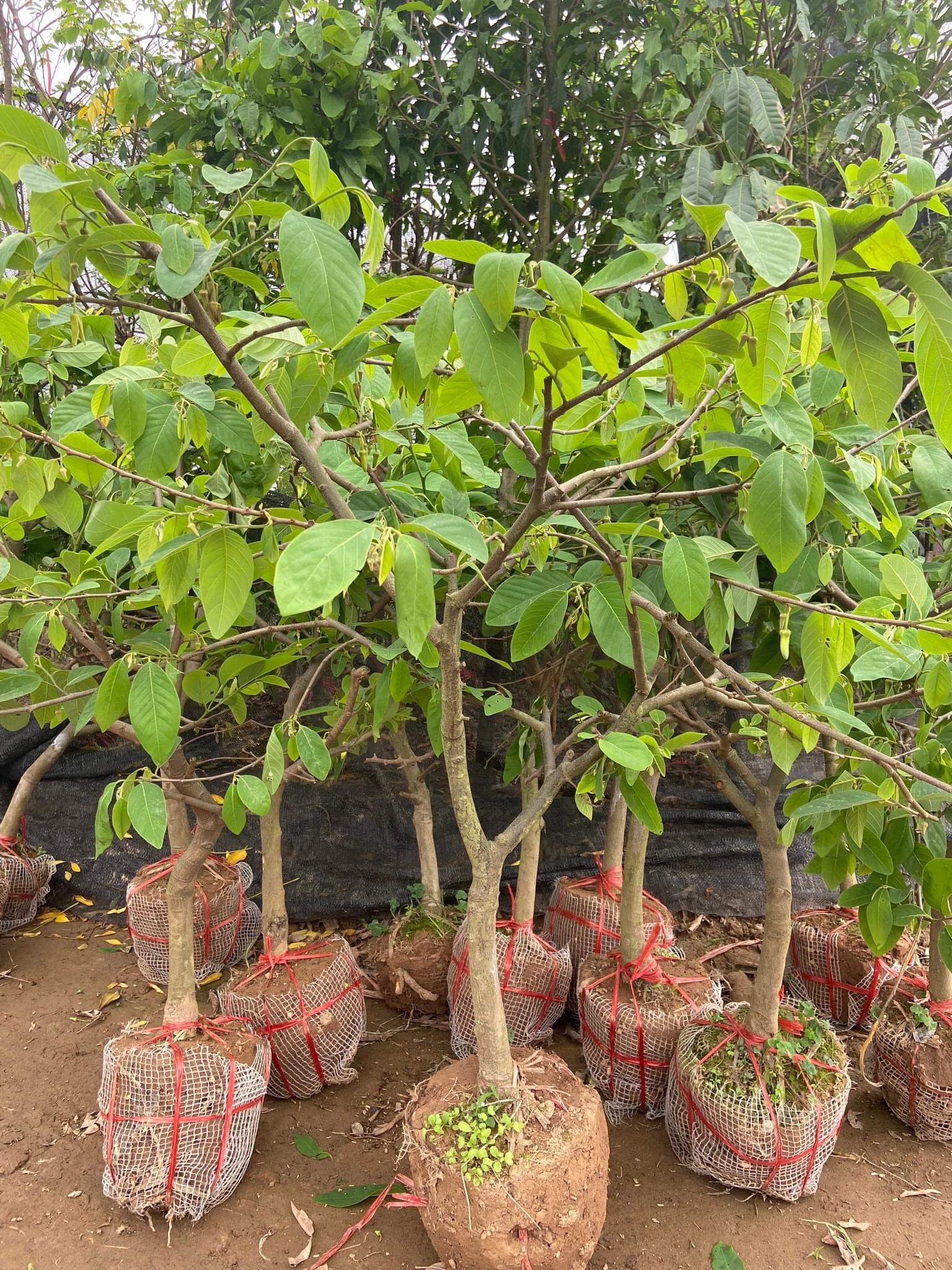CÂY NA DỨA ĐÀI LOAN