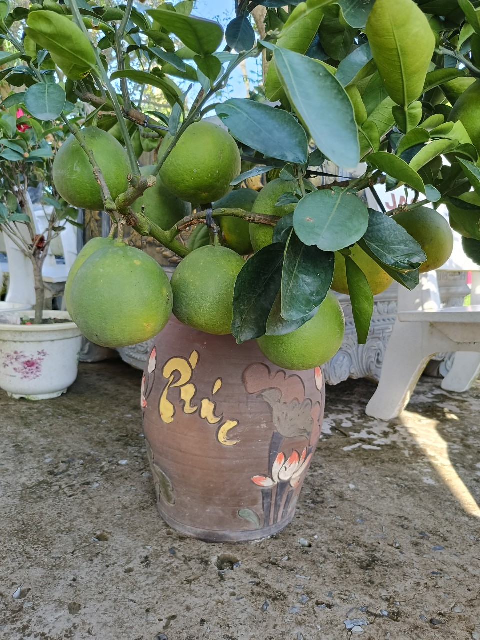 sơn chậu hệ nước Okay